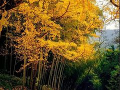 -上海佘山国家森林公园天马山园