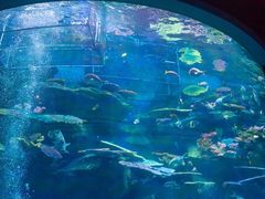 -暹罗海洋世界
