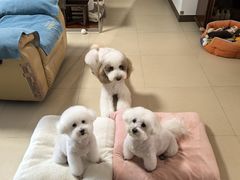 -宠颐生宠物医院·心肾内科·猫专科诊疗中心宠巢店