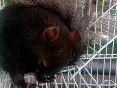 -万源龙顺度假庄园生态观光园