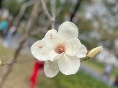 -海珠湖公园