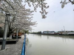 -高东镇樱花园