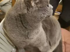 -海边的猫和咖啡馆