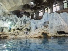 -帝企鹅自助餐厅•儿童岛•真企鹅(长隆企鹅酒店)