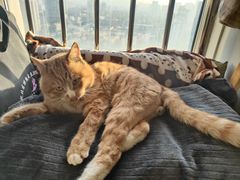 -天使宠物医院·犬猫分诊(彩虹店)