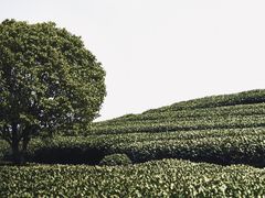 -龙坞茶村
