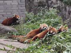 -都江堰中华大熊猫苑