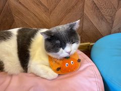 -MOCHA明星猫咖(田子坊店)
