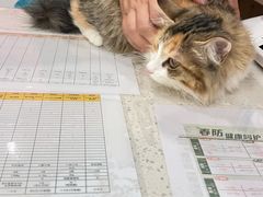 -艾贝尔宠物医院·24H转诊中心·肿瘤猫专科(江宁双龙店)