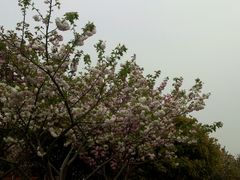 android_upload_pic-高东镇樱花园