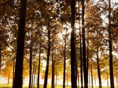 -合肥滨湖国家森林公园