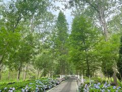 -合肥滨湖国家森林公园