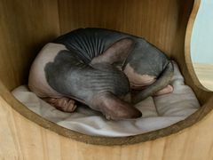 -猫小院猫主题咖啡厅(北锣店)