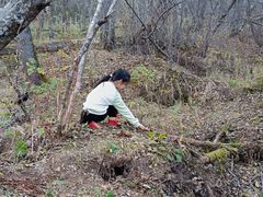 -五营红松林海景区