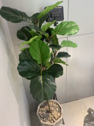 -不迫先生专业男士剪发