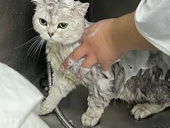 -创凡宠物医院·骨专科  猫科中心(西乡分院)