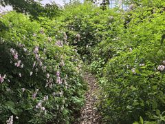 -贡湖湾湿地公园