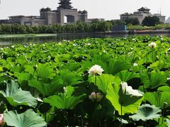 -莲花池公园