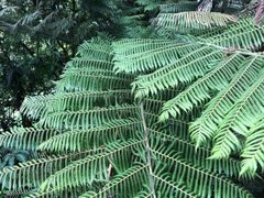 -怀托摩萤火虫洞