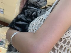 -lincat·猫舍(广州店)