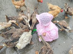 -樂桃源奉贤黄桃种植采摘基地