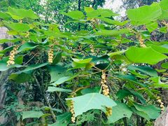 -铁山坪森林公园