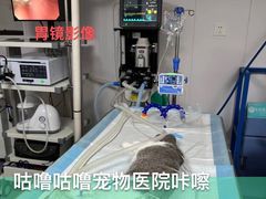 -咕噜咕噜宠物医院·CT·肿瘤科·骨科(前海院)