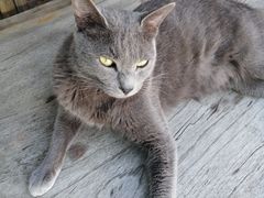 -喵屿·大理花园猫咖