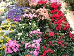 -双季花艺园艺市场(浦东店)