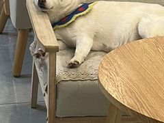 -柴犬小屋·柴餐厅·狗咖食堂(金鼎广场店)