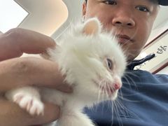 -北京观赏动物医院·24小时大型综合·猫专科·异宠专科
