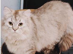-我爱猫咪·猫咖·狗咖·安哥拉兔·羊驼咖(小寨华旗店)