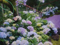 -上海滨江森林公园