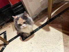 -猫色咖啡·猫咖
