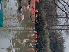 -上海野生动物园