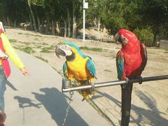 -新疆天山野生动物园