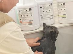 -老吴的猫·猫舍(新区店)