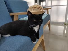 -鼓捣猫呢主题猫咖店