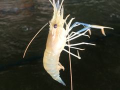 -会江钓鱼钓虾烧烤场
