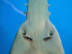 -悉尼海洋生物水族馆