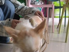 -乐琪宠物医院·犬猫专科·骨外科·急重症