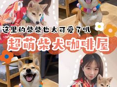 樱桃-南京Hallo宠物乐园·哈罗犬舍·柴犬繁育基地
