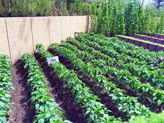 -松咖啡自助餐厅·松北香格里拉