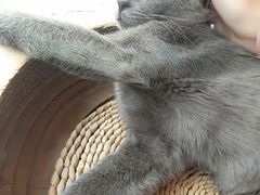 -喵屿·大理花园猫咖