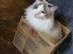 -猫猫幼稚园·撸猫·桌游·电玩