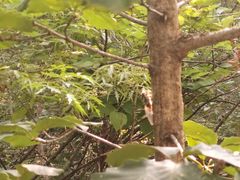 -大觉寺-停车场