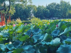 -莲池书院博物馆