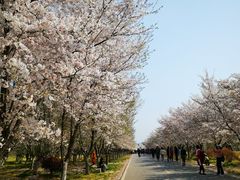 -天王浮山樱花园