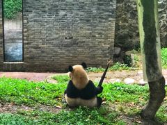 -都江堰中华大熊猫苑