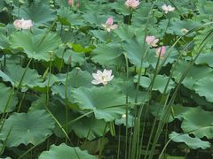 -金银湖国家城市湿地公园